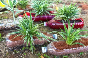 Photo of plastic bottles being reused as planters